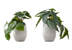 Artificial Alocasia Plant (Set of 2)