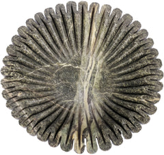 Valenza - Decorative Bowl